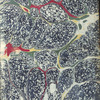 Lady Anne Hamilton commonplace book of poetry