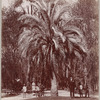 Palmetto tree, Alameda, City of Mexico