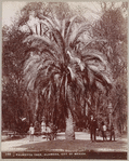 Palmetto tree, Alameda, City of Mexico