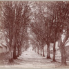 Unknown tree-lined boulevard