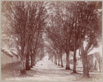 Unknown tree-lined boulevard