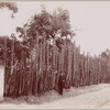 Great Organ Cactus hedge