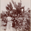 Mammoth cactus plant