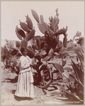 Mammoth cactus plant