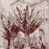 Banana trees
