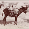 Burro carrying water