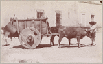 Ox cart
