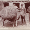 Burro laden with straw
