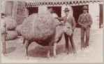 Burro laden with straw