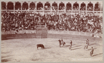 Scene at a bull fight