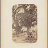"Ombu". El arbol "Ombu"