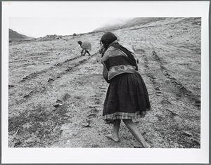 Planting Potatoes, Q'eros/Kiku