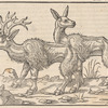 A Stag and a Hind