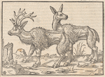 A Stag and a Hind