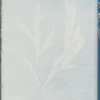 Fucus serratus