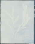 Fucus serratus