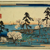 Gotenyama cherry blossoms