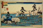 Gotenyama cherry blossoms