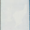 Iridæa edulis