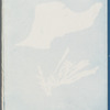 Iridaea edulis