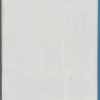 Polysiphonia elongata