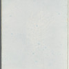 Polysiphonia byssoides