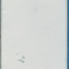 Sporochnus rhizodes