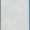 Padina Pavonia