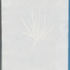 Punctaria tenuissima