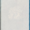 Rhodomenia sobolifera