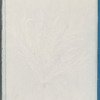 Ptilota sericea