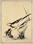Bird near water