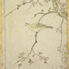 Singing bird on flowering branch