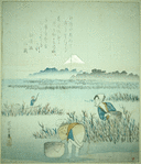 Gathering seaweed (nori)