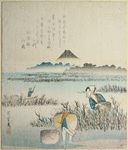 Gathering seaweed (nori)