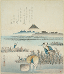 Gathering seaweed (nori)