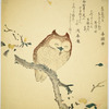 Sleepy owl