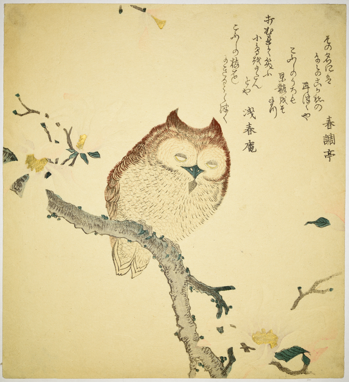 Sleepy owl - NYPL Digital Collections