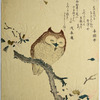 Sleepy owl