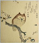 Sleepy owl