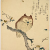 Sleepy owl