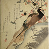 Pheasant and peach blossoms