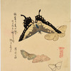 Butterflies and moths