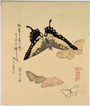 Butterflies and moths