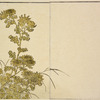 Chrysanthemums