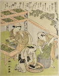 Women cutting mulberry leaves and feeding the pieces to the young silkworms