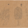 Koyaku zukan
