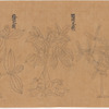 Koyaku zukan