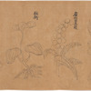 Koyaku zukan