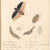 Ink and watercolor illustrations of four stages of the development of the water-beetle, from egg to adult; with manuscript labels, leaf 4 (recto)